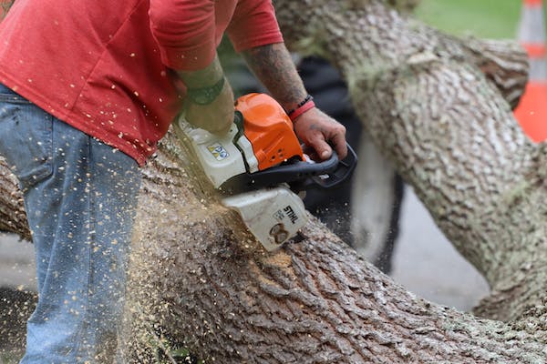 How to Find the Best Tree Removal Service